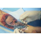 FILM DE PROTECTION POUR TATOUAGE